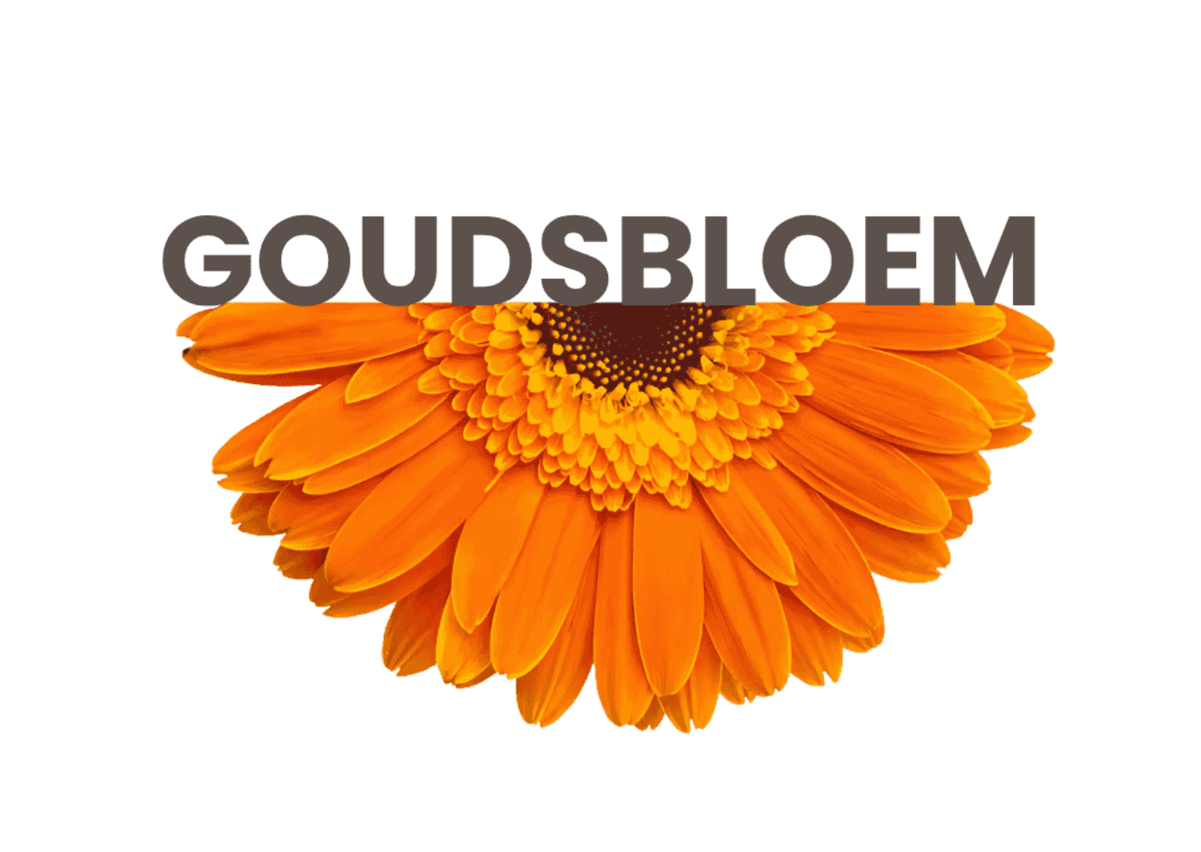 Waarom goudsbloem?: "Het kruid van de zon"